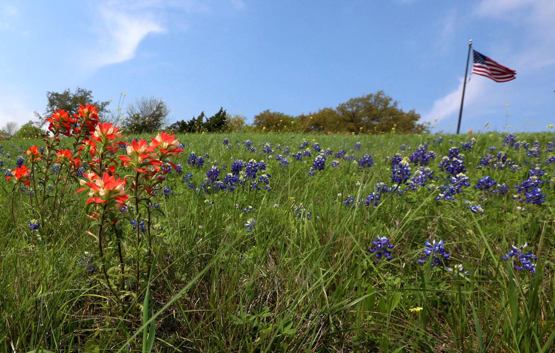 bluebonnets